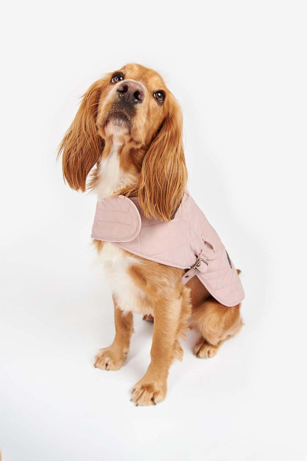 Quilted Dog Coat